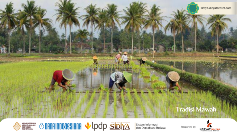 Tradisi Mawah Warisan Budaya Aceh Sektor Agraria